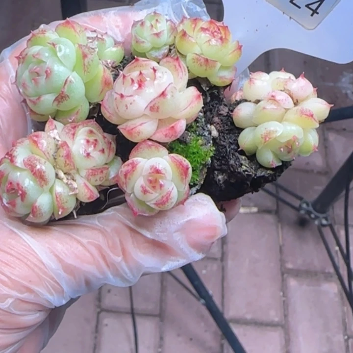 724号     冰泉双头