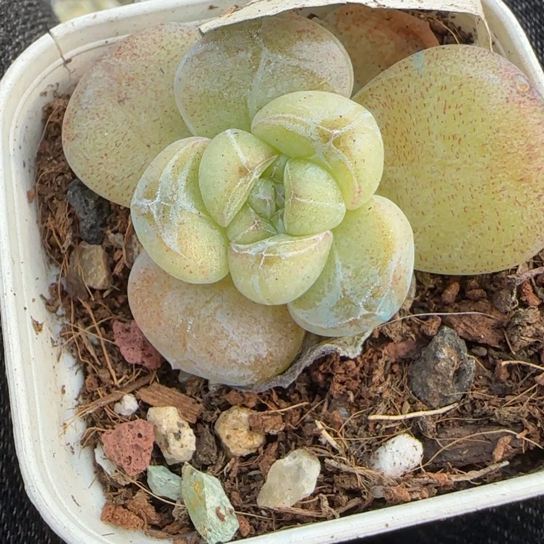 多肉小卡拉米糖心一物一拍