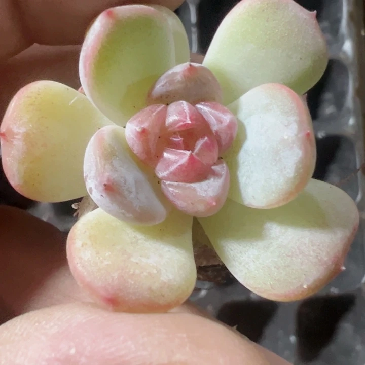 糖心精品多肉植物大战