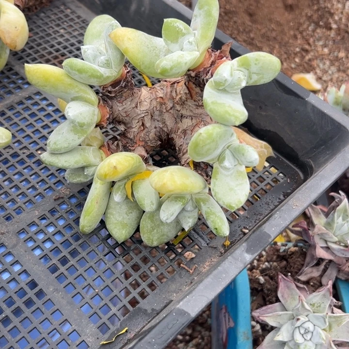 三****薇姐姐看看～一物一拍