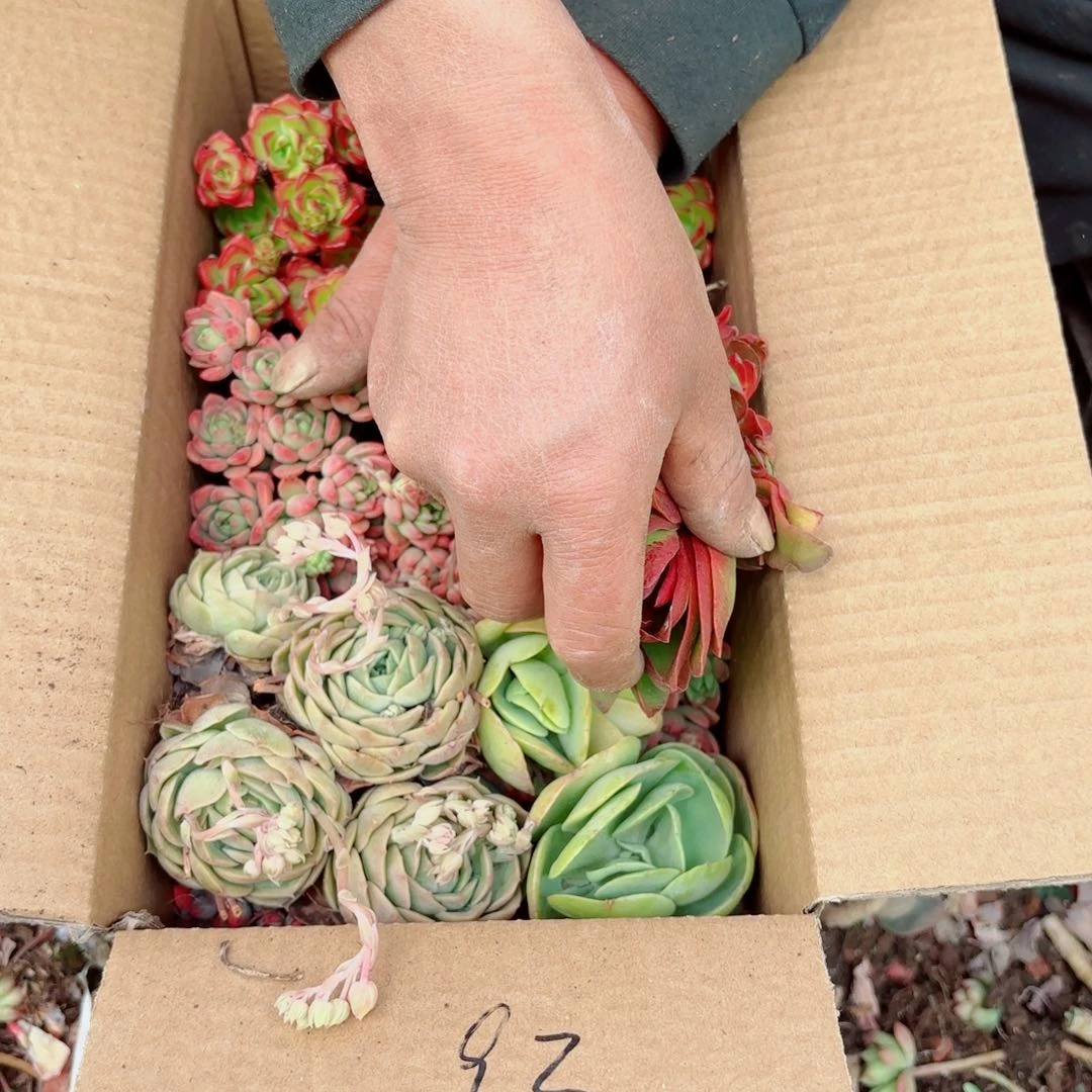 转**过杂花瑕疵断头优惠处理不售后93