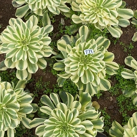 默*多肉植物法师770.771欣尼亚