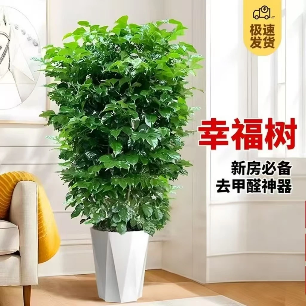 【顺丰快递】1.1~1.3米丛生幸福树大苗室内好养观叶绿植