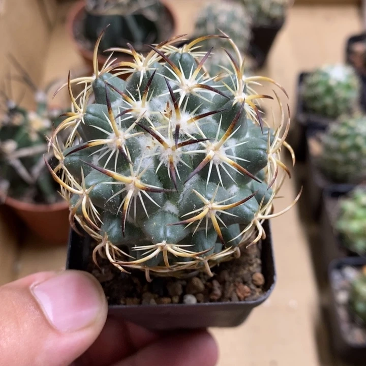 钢钉特价福利特价2