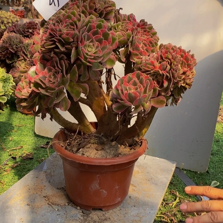 4 19号香妃缀化哦肉1颗
