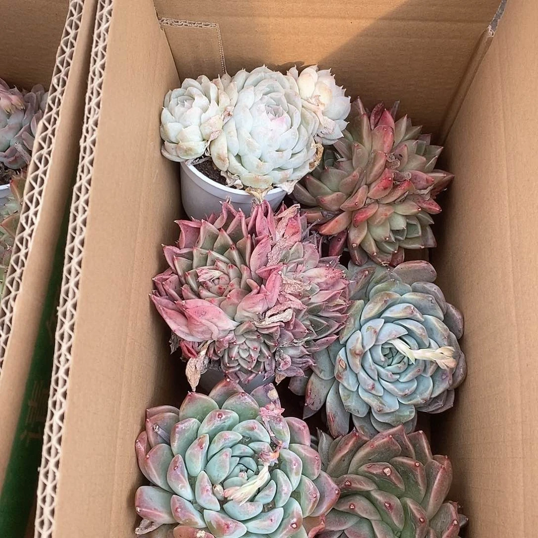 群生 9.9包邮 6106