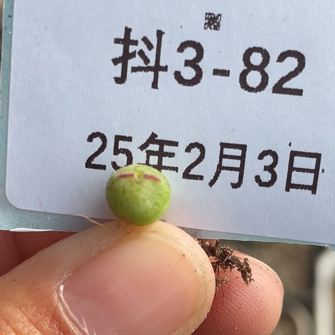 3-82猪蹄多肉植物
