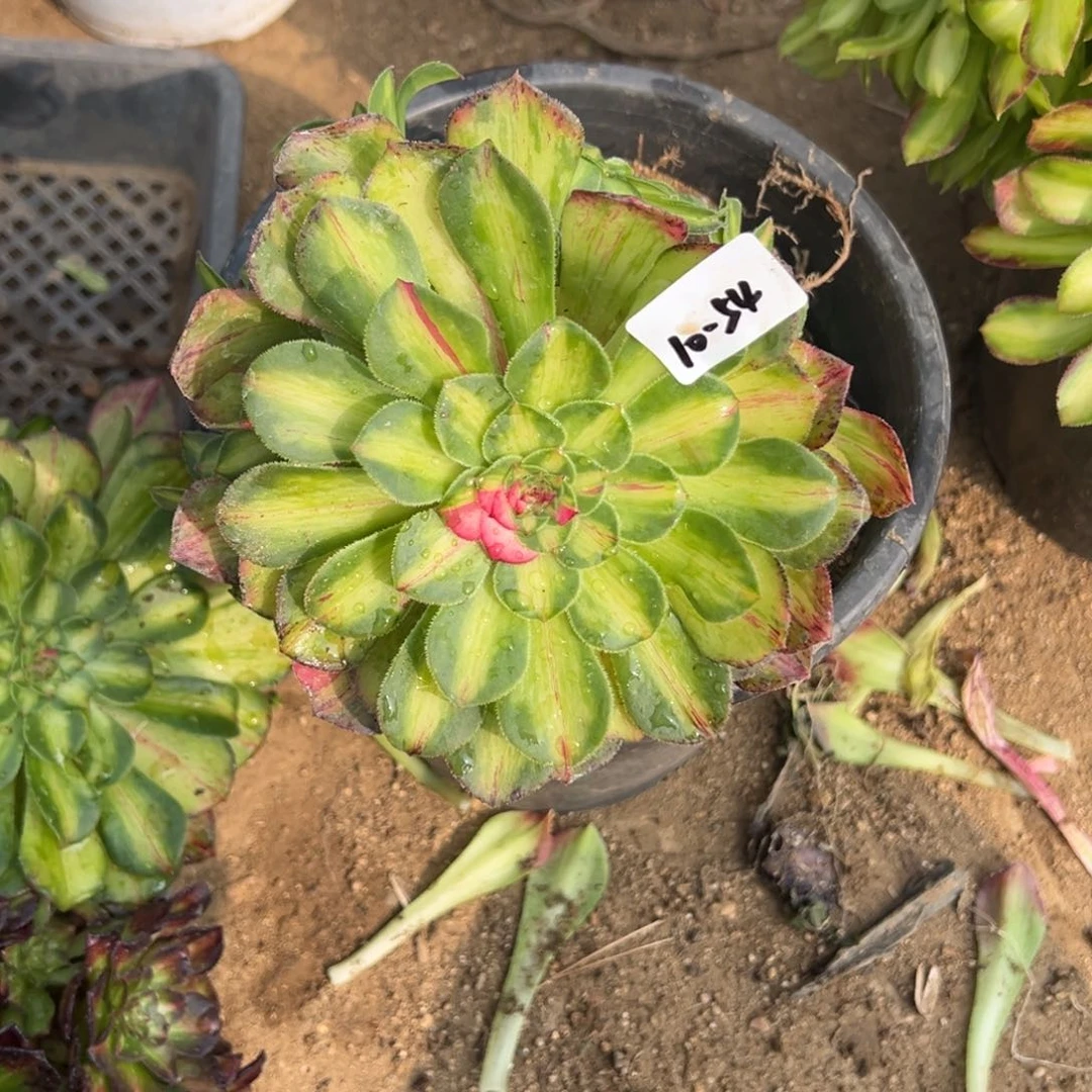 54知否多肉多肉多肉多肉