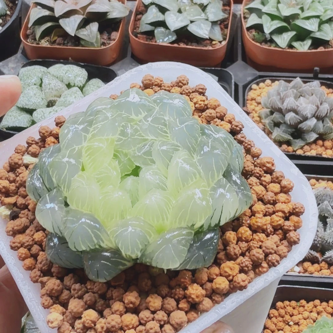 无花朵十二卷实生湖水冰灯锦