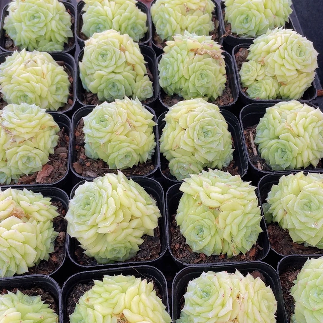 量拍142号 白天鹅麦秆群生一个