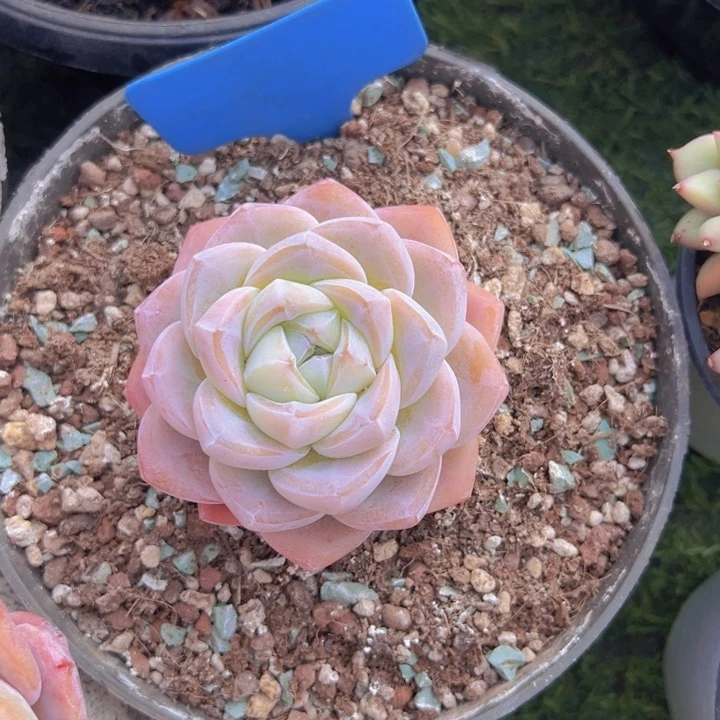 健健康康平平安安多肉