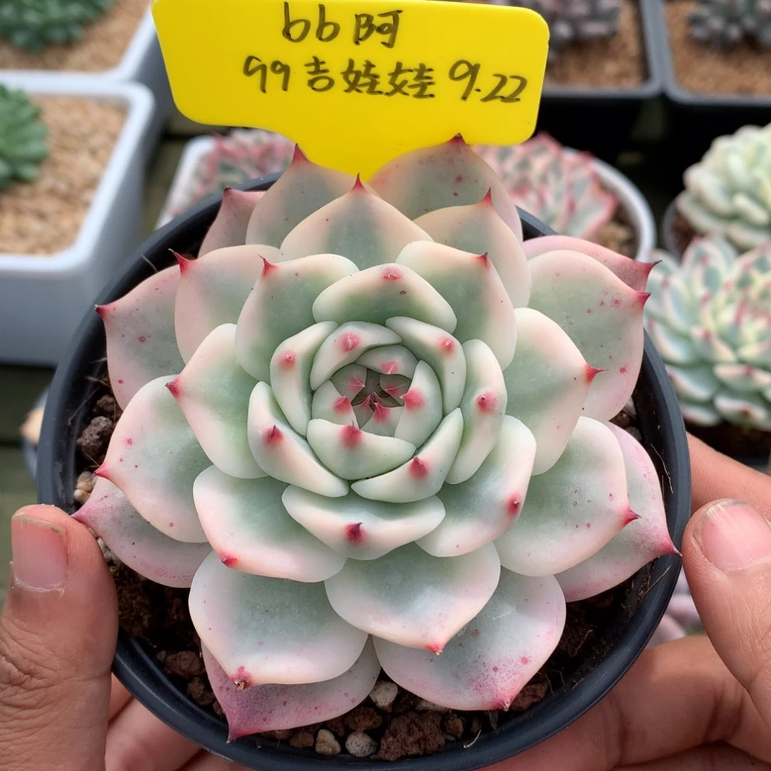 b***阿我们家的小姐姐们