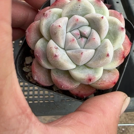 179如梦令 一物一拍多肉