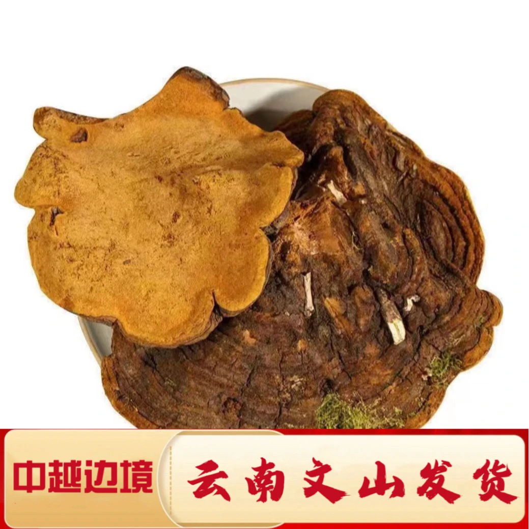 一村一品,山野好货——桑黄