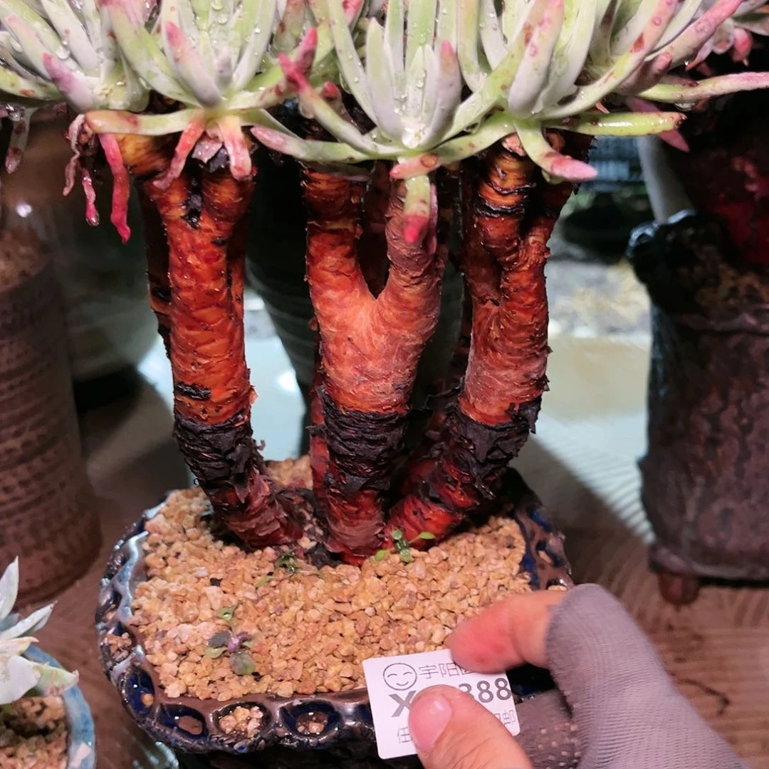 88388爱度里斯仙女杯多肉