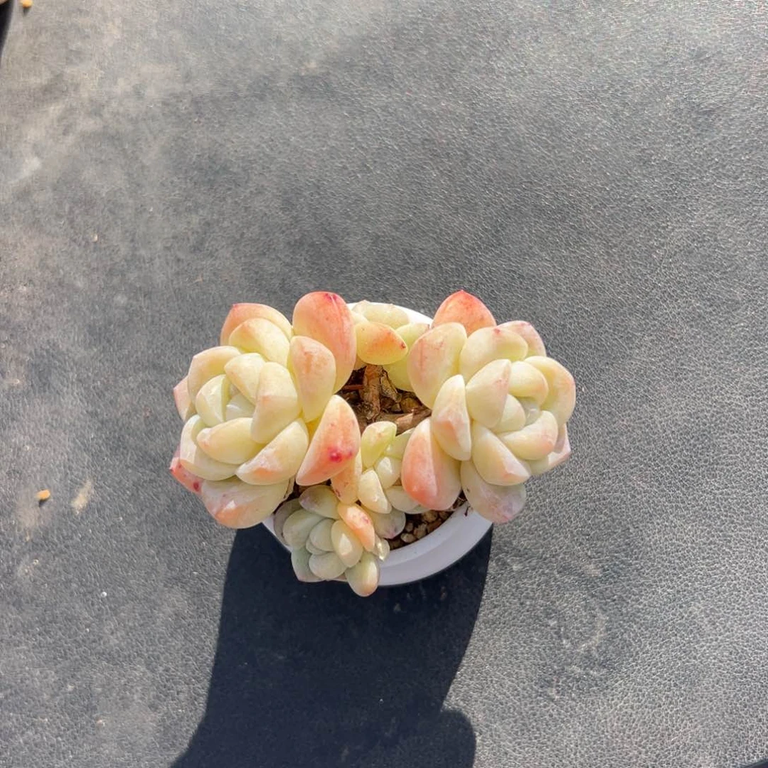 五头冰玉带盆可能会掉土