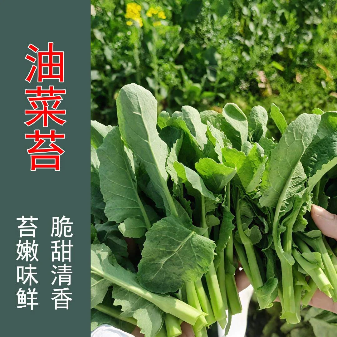 油菜苔种子，四季盆栽