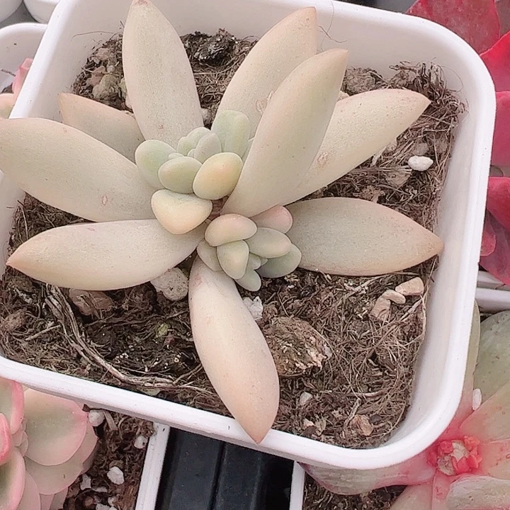 @***衿多肉植物多肉植物