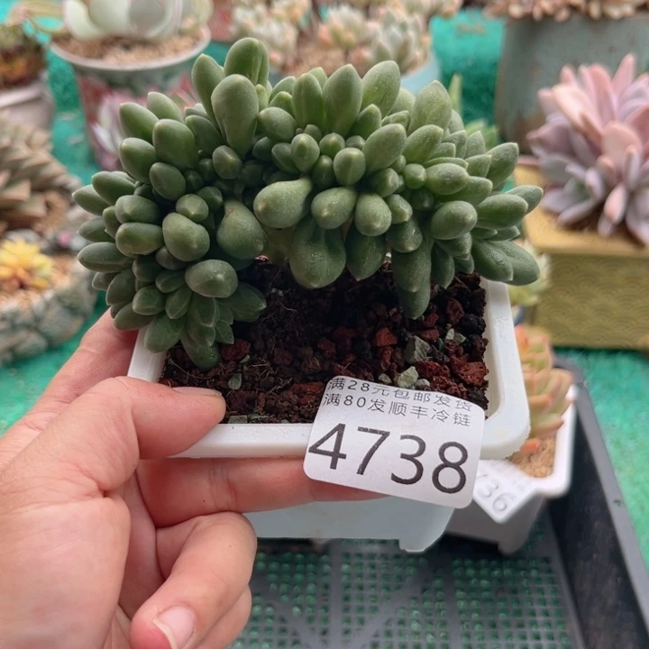 大4738；vccccvgvgvv