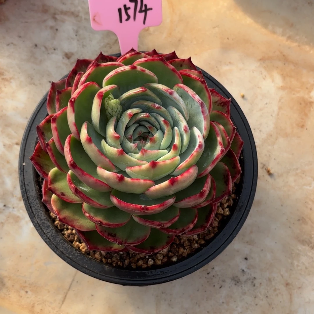 多肉惊鸿仙子 1574