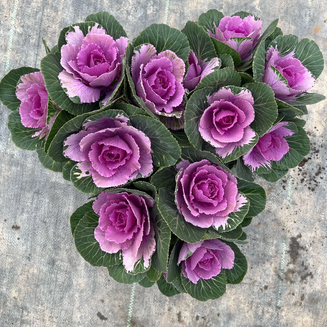 多头玫瑰甘蓝耐寒耐热羽衣甘蓝 阳台庭院观叶植物