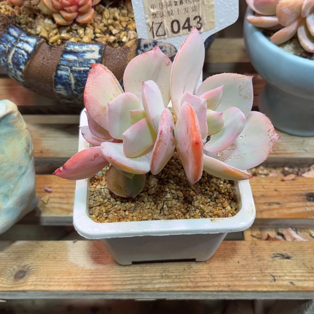凤shinvyijulvyinma