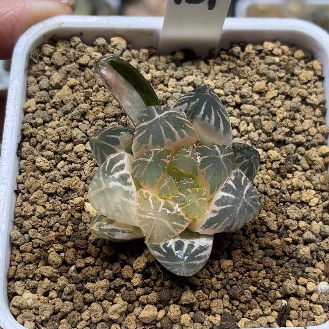 181糊斑粉白龙爪玉露锦福利专场