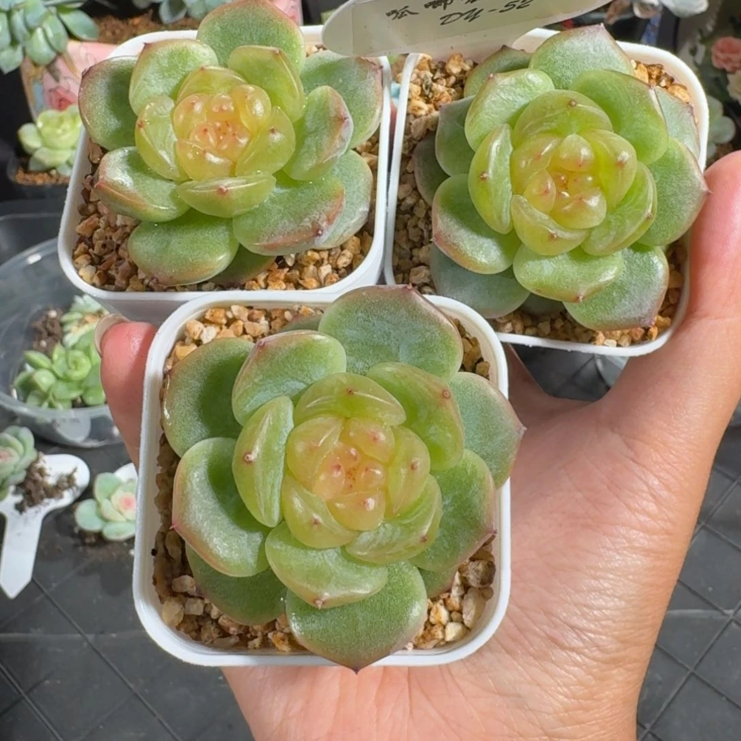 0715-052-晴兮二量拍