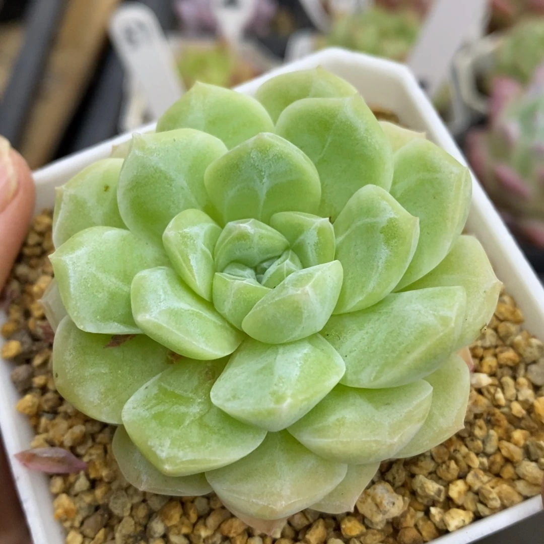 精品多肉一物一拍不包整62