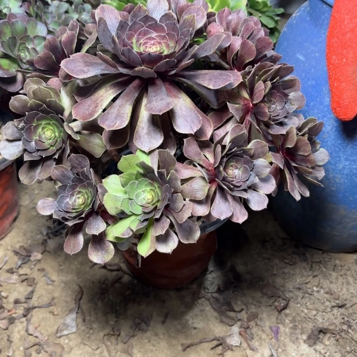 多肉植物法师万灰15