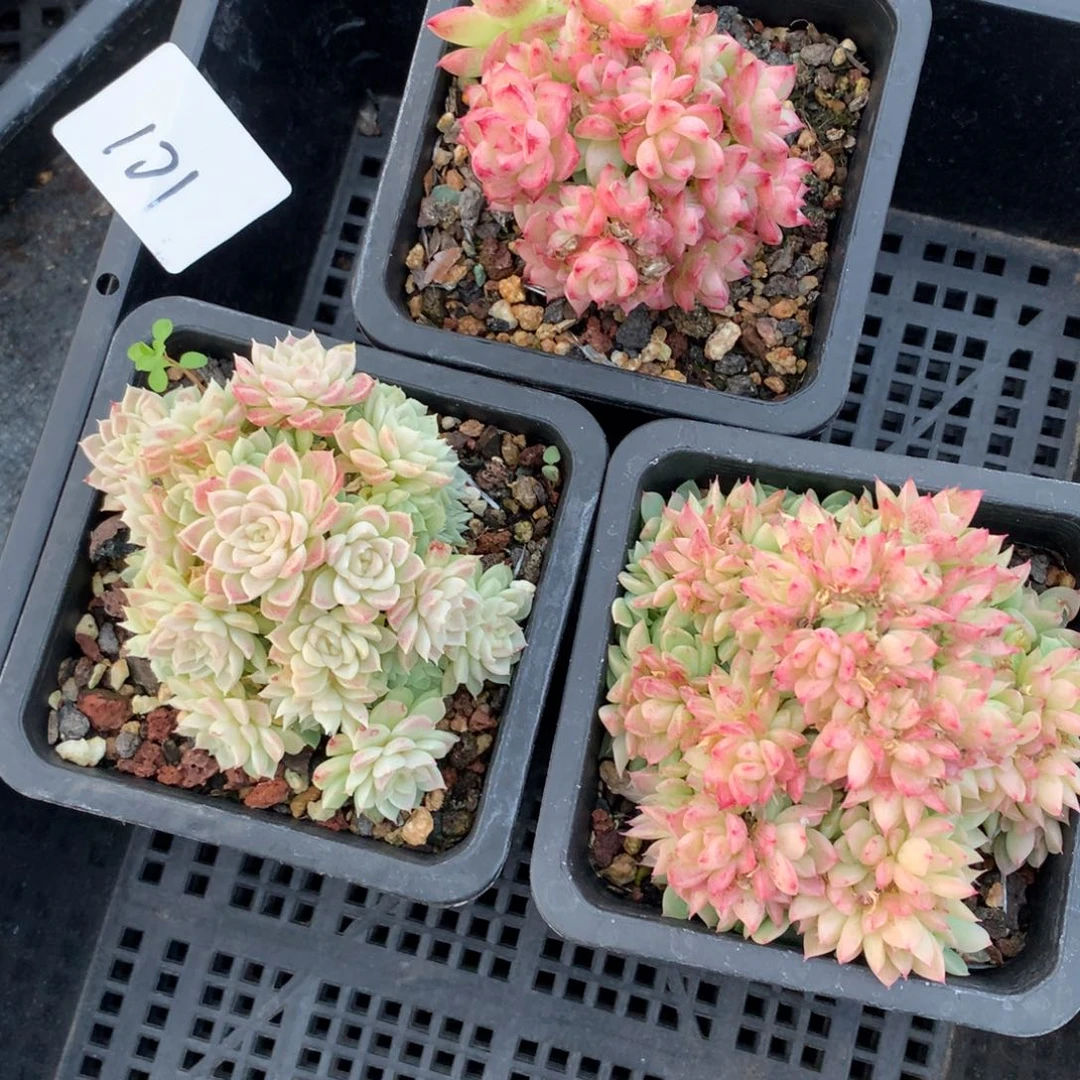 1129-101 套餐一组