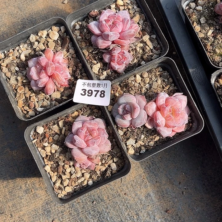 阿雅园艺。       3978四颗