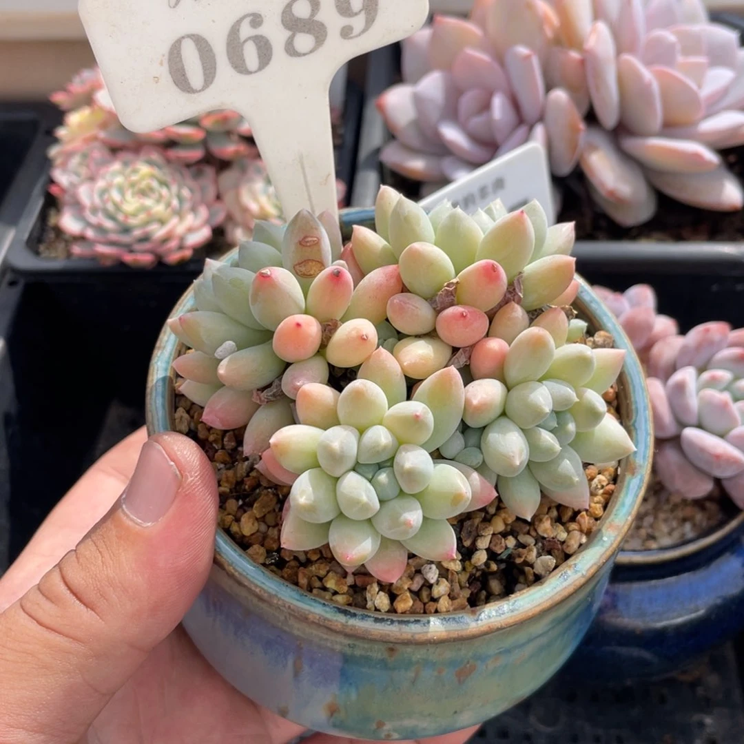 0689明珠不带盆8厘米