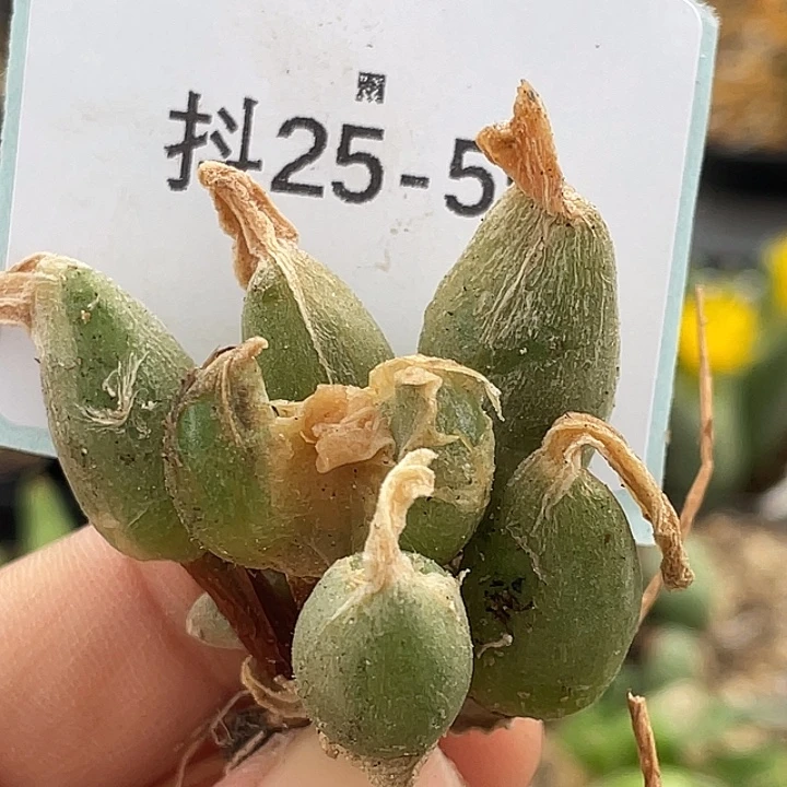 25-55哈默兔多肉植物