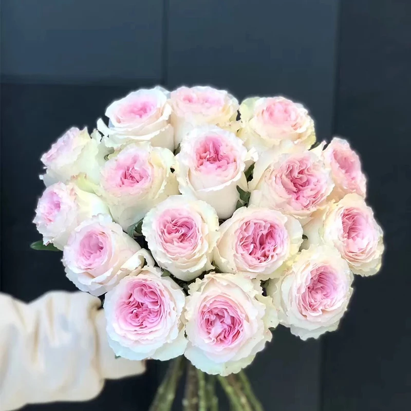 洛神 中苗浓香月季