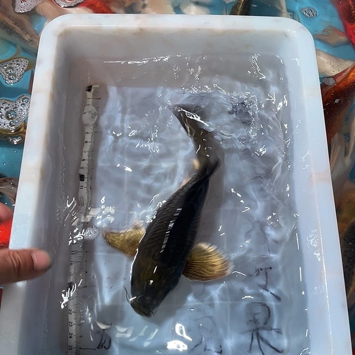 蝴蝶鲤渔场直发18
