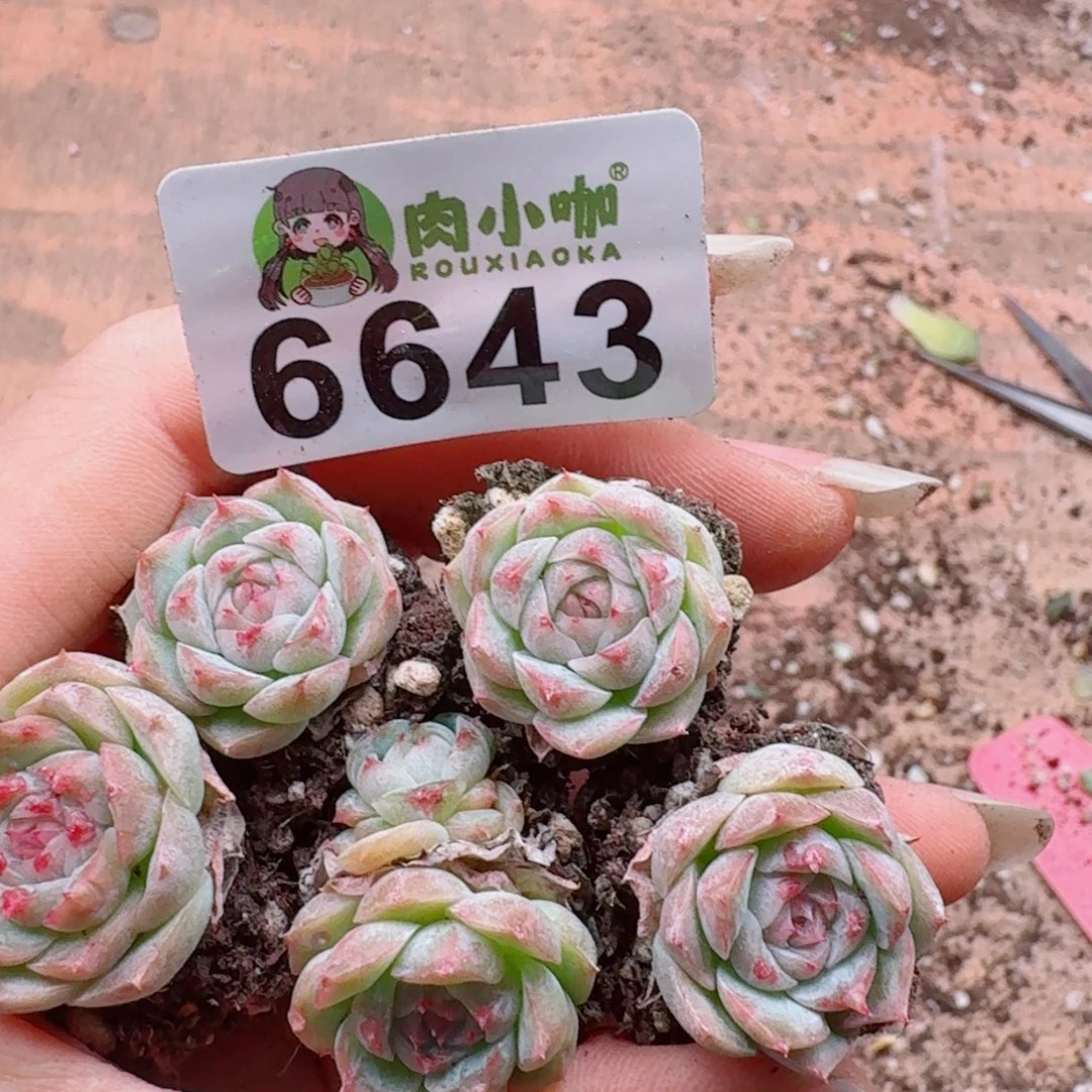 多肉植物多肉植物