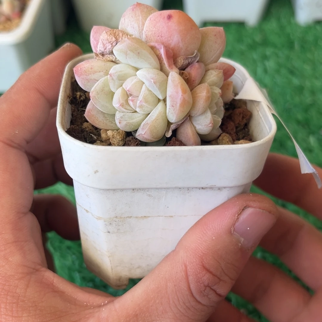 08冰玉小群3头5厘米