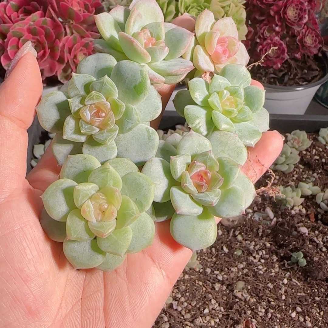0616---40糖心珍妮