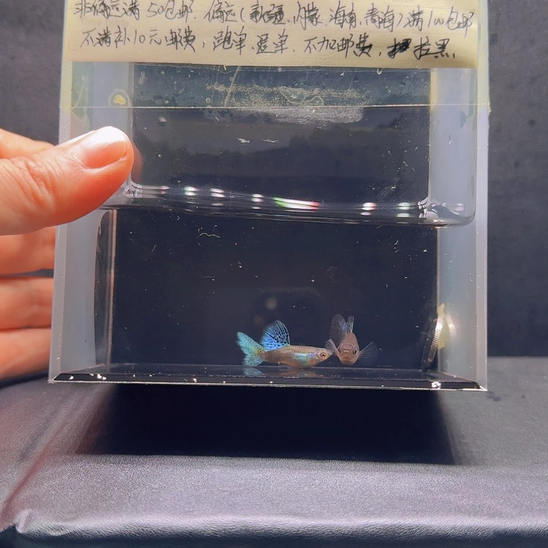 孔雀鱼兰草孔雀鱼一对