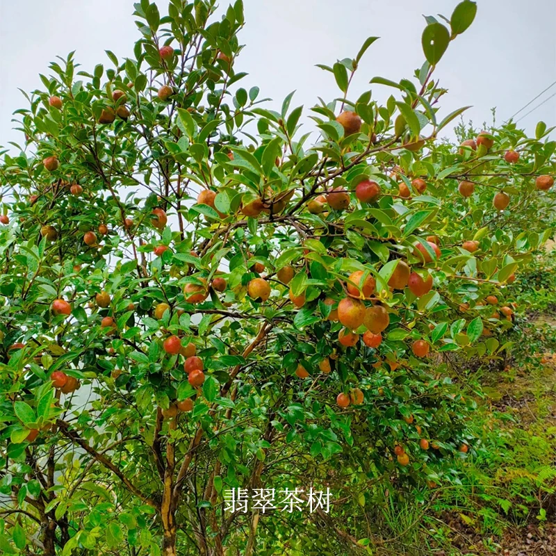 100ml翡翠茶树单方精油