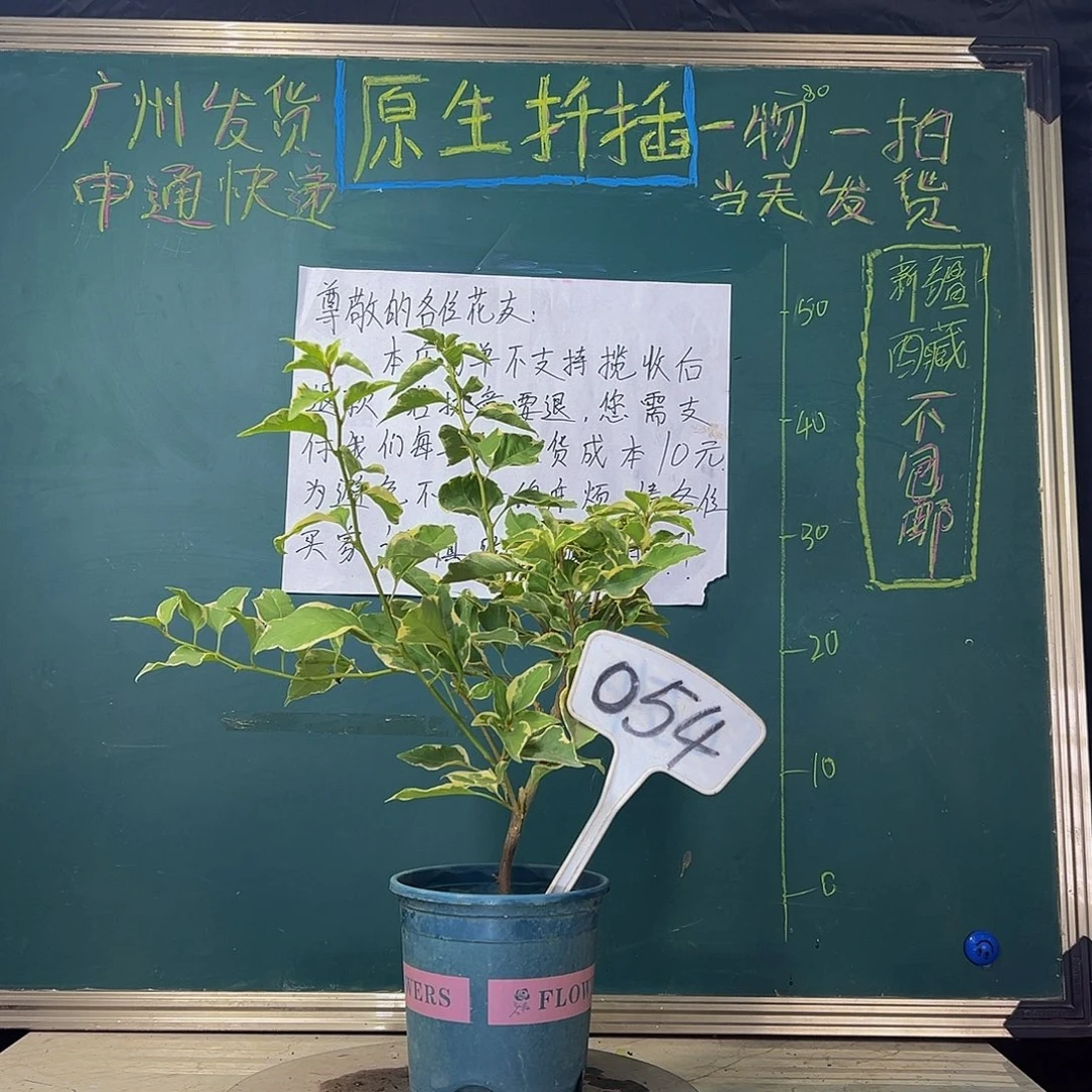 当前无花栽培后可以开花  小斑叶丽人  054