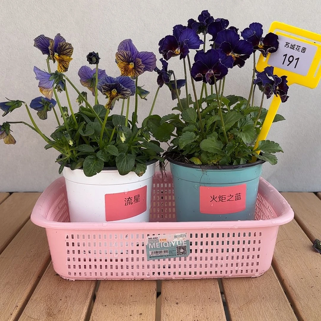 大部分开放少量花苞191