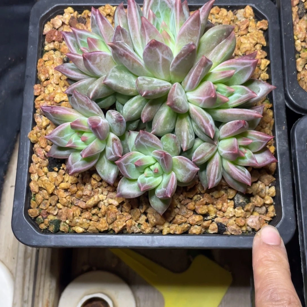多肉植物和植物等植物为