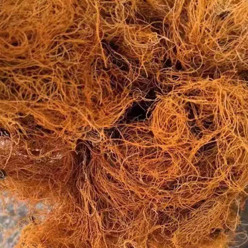 【云野山货】金丝菇