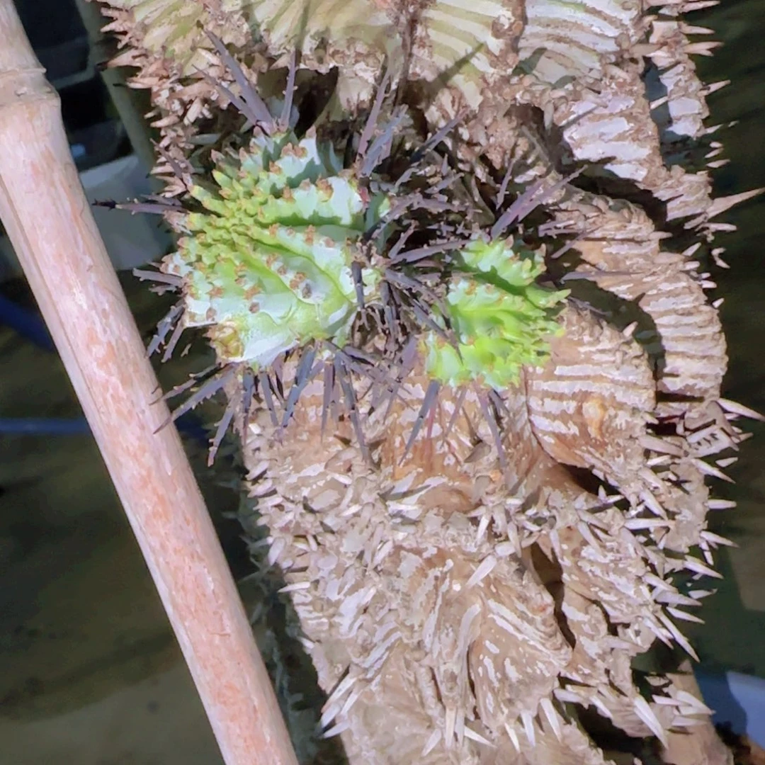 D***l块根植物块根植物