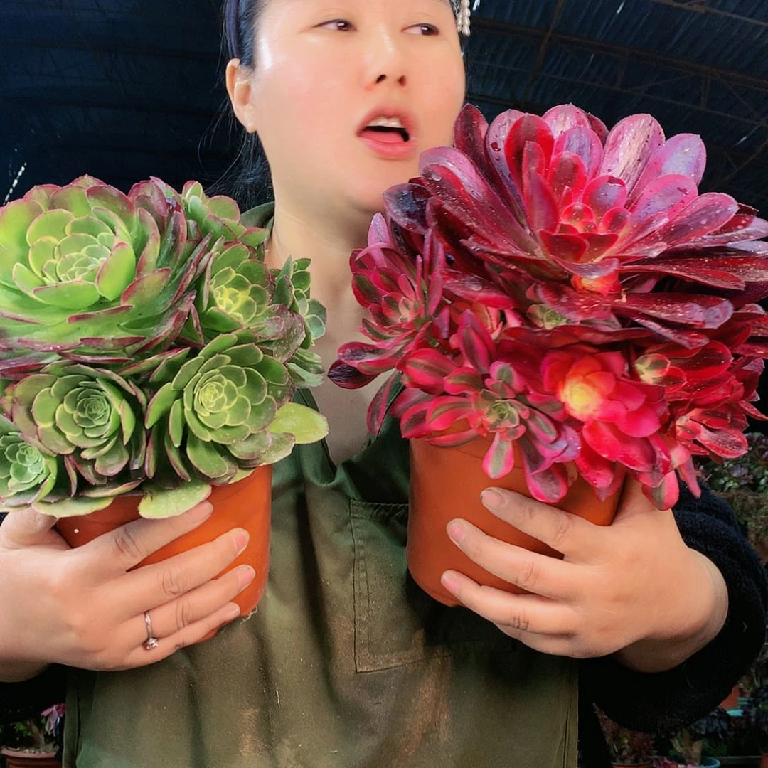 柒哥多肉法师不包侧断枝 美杜莎 绿宝