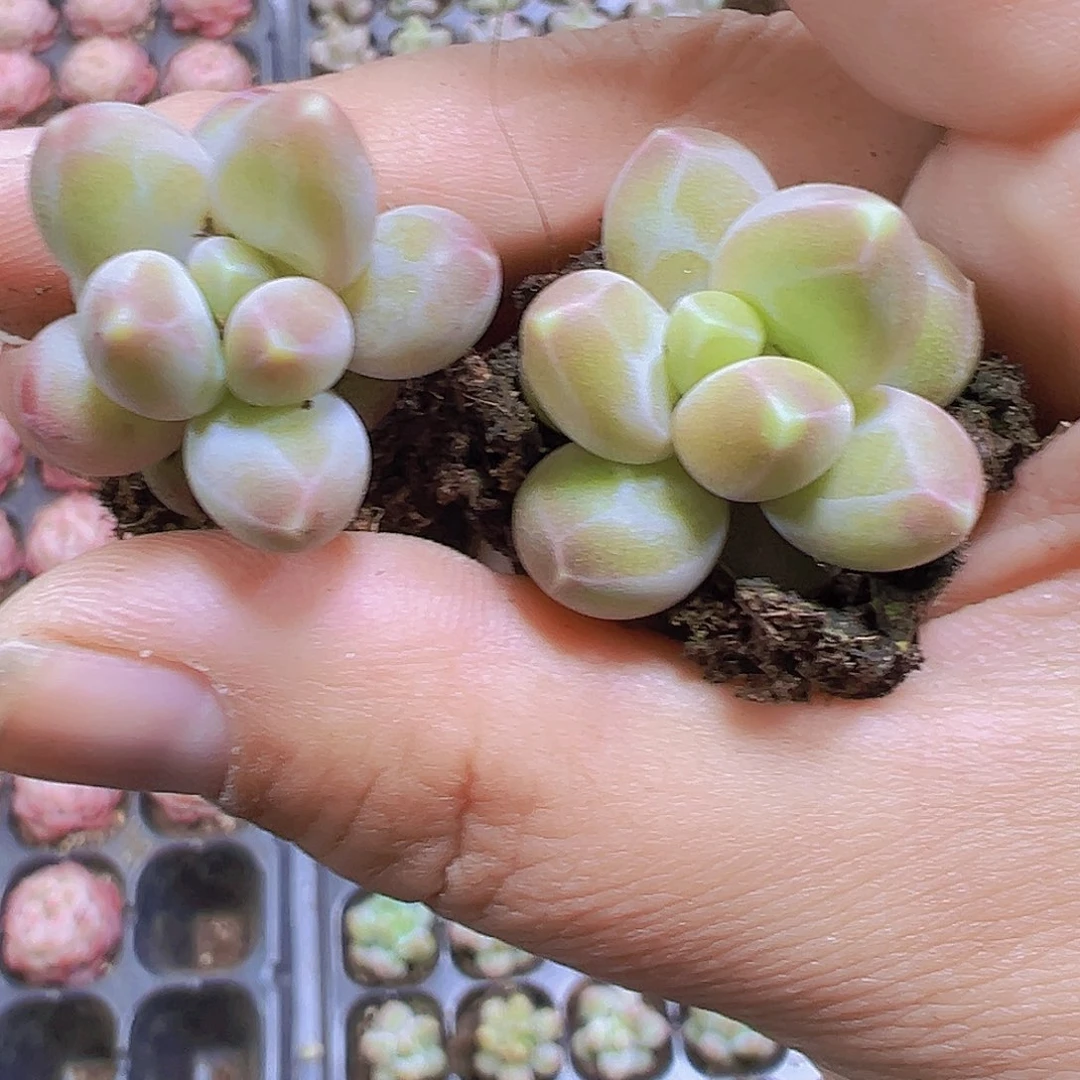 咖啡豆3个19包邮也哦肉植物