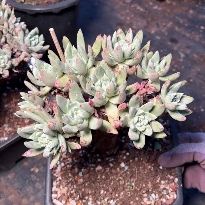 妖*988哈哈哈哈哈哈哈哈哈