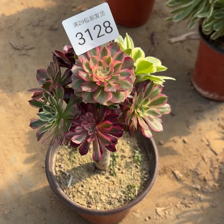 七彩树多肉法师3128